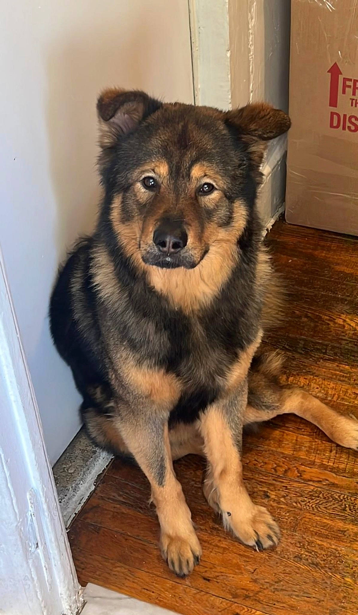 Batman is registered to the contest to win money with this photo: ancient_dog_breeds, canidae, canis, carnivore, companion_dog, dog, dog_breed, fawn, fur, guard_dog, hardwood, herding_dog, pet_supply, snout, sporting_group, terrestrial_animal, whiskers, wood, working_animal, working_dog