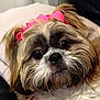 dog, pet, close_up, face, bow, fluffy, cute, portrait, animal, brown, white, black, fur, indoors, expression, looking, adorable, small_dog, companion, domestic_animal