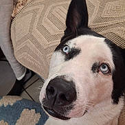 Sesame is registered to the contest to win money with this photo: dog, blue_eyes, black_and_white, close_up, pet, canine, indoors, blanket, cushion, texture, fur, nose, whiskers, looking_up, curious, friendly, animal, face, portrait, cozy