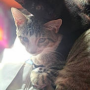 Oppa is registered to the contest to win money with this photo: cat, cats, black_cat, tabby_cat, animal, pet, snuggling, fur, ears, whiskers, close_up, indoor, cozy, affection, sleepy, cute, companions, soft_light, shadow, relaxing