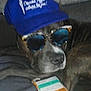 dog, blue_cap, sunglasses, couch, snack_package, indoor, pet, relaxed, brown_fur, accessories, animal, leisure, closeup, face, portrait, hat, eyewear, resting, domestic_animal, casual