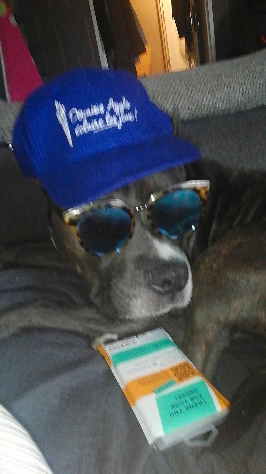 Biggy a rejoint le concours — aidez-le/la à gagner de superbes lots ! dog, blue_cap, sunglasses, couch, snack_package, indoor, pet, relaxed, brown_fur, accessories, animal, leisure, closeup, face, portrait, hat, eyewear, resting, domestic_animal, casual