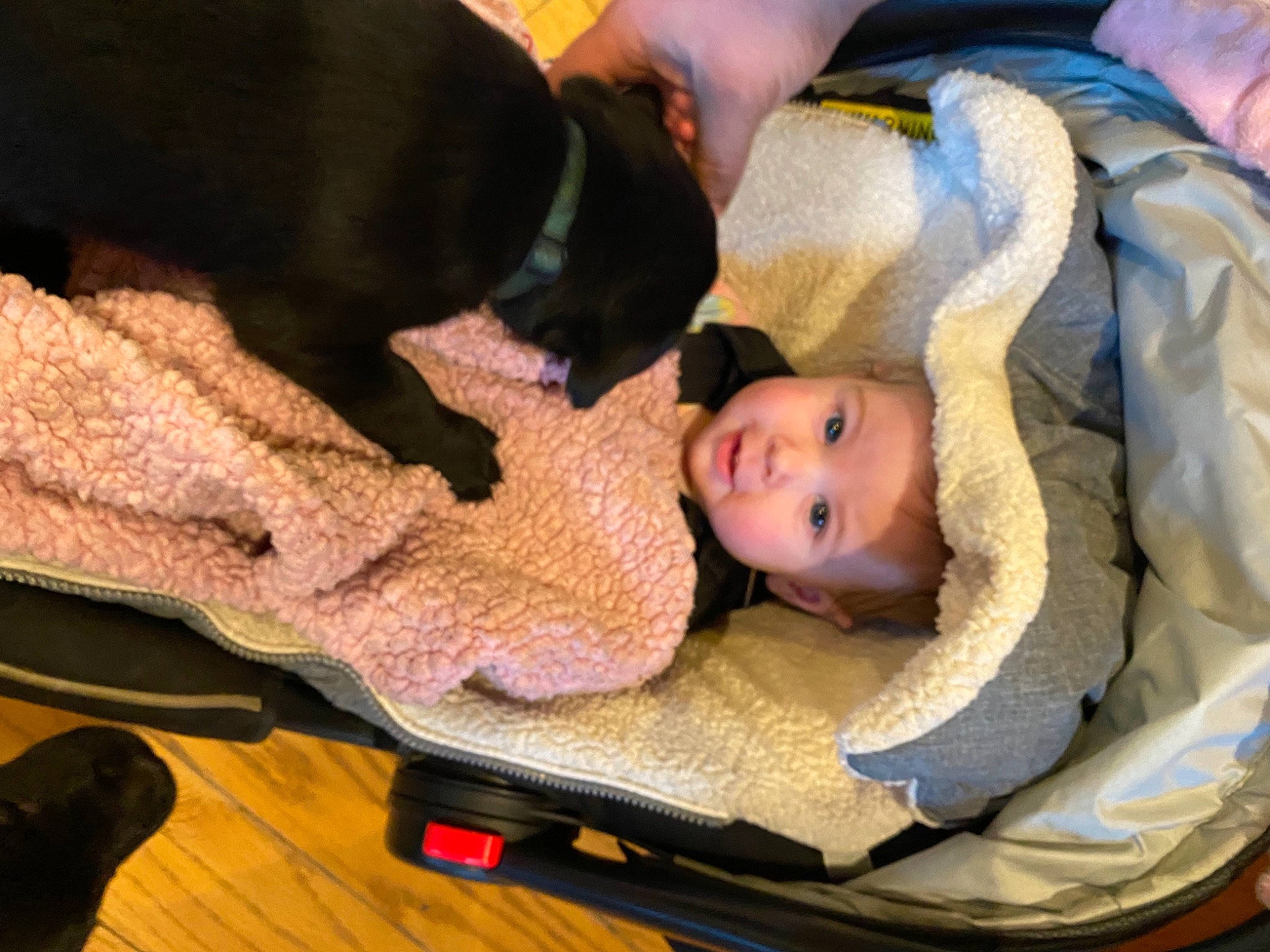 Ella joined the competition — help win amazing prizes! baby, baby_products, baby_toddler_clothing, child, comfort, companion_dog, flooring, fun, fur, hardwood, lap, linens, nap, person, room, sitting, skin, toddler, tree, wood
