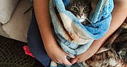 Zelda is registered to the contest to win money with this photo: blanket, blue_blanket, carpet, cat, couch, cozy, eyes, fur, hands, holding, human_arm, indoors, lap, living_room, nose, pet, sitting, soft_texture, whiskers, wrapped