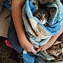 Zelda is registered to the contest to win money with this photo: cat, pet, blanket, blue_blanket, wrapped, cozy, human_arm, hands, couch, living_room, carpet, whiskers, eyes, nose, fur, sitting, holding, indoors, soft_texture, lap