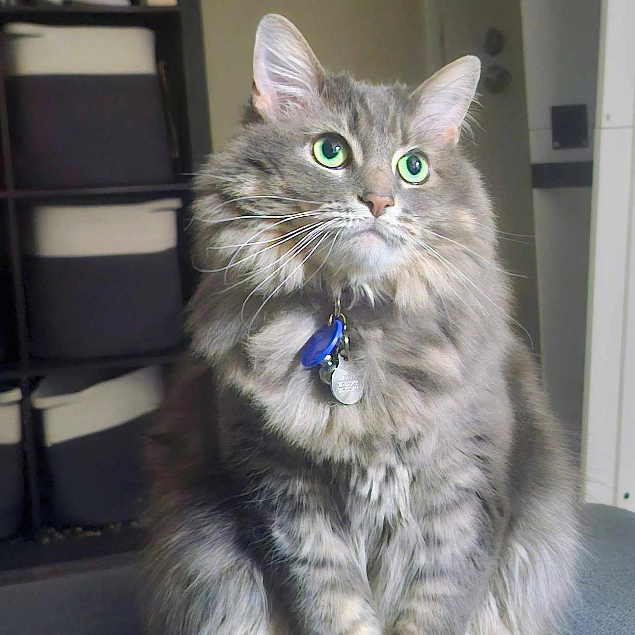 Zelda is registered to the contest to win money with this photo: animal, carpet, cat, collar, domestic_cat, door, fluffy, furniture, gray_fur, green_eyes, indoor, pet, portrait, shelf, sitting, soft_light, storage_bins, tabby, tag, whiskers