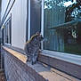 cat, tabby, window, brick_wall, ledge, reflection, curtain, siding, glass, tree, yard, outdoor, pet, fur, whiskers, paws, sitting, evening, house, domestic