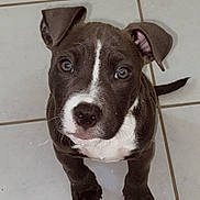 Aïko participe au concours pour gagner de l'argent avec cette photo : puppy, dog, pet, cute, animal, floor, tile, white_markings, ears, eyes, face, paw, young, looking_up, adorable, indoor, small, fur, snout, tail