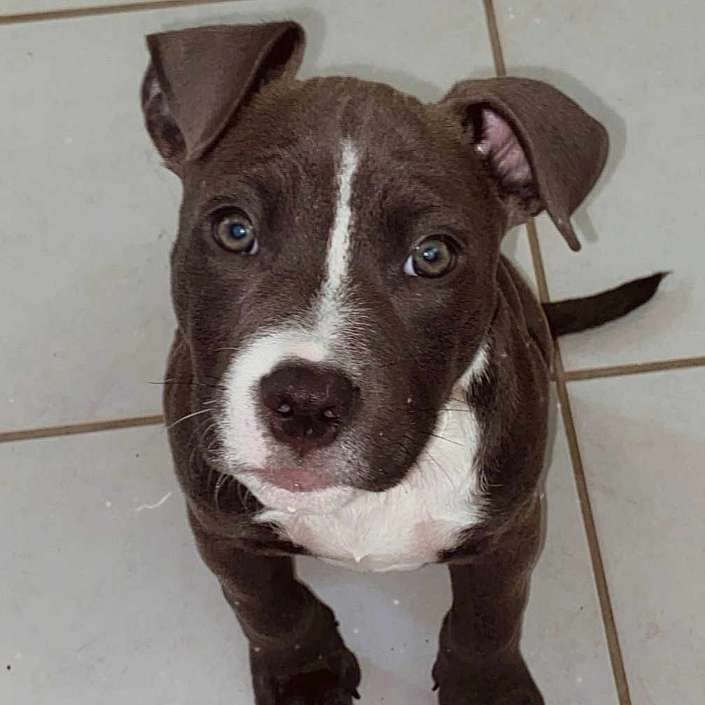 Aïko participe au concours pour gagner de l'argent avec cette photo : adorable, animal, cute, dog, ears, eyes, face, floor, fur, indoor, looking_up, paw, pet, puppy, small, snout, tail, tile, white_markings, young