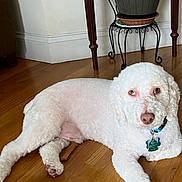 Toby is registered to the contest to win money with this photo: dog, white_dog, pet, floor, wooden_floor, plant, potted_plant, furniture, collar, indoor, relaxed, animal, laying_down, curly_fur, tag, home, decor, brown_nose, flooring, quiet