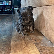 Bonnie Rodgers joined the competition — help win amazing prizes! puppy, dog, floor, wooden_floor, couch, indoor, living_room, pet, small_dog, fur, cute, animal, young, sitting, brown, black, home, cozy, curious, furniture