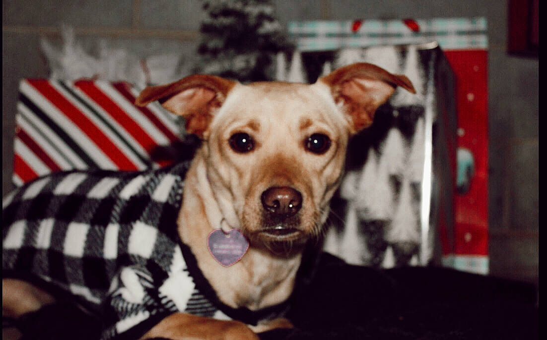 Dalila joined the competition — help win amazing prizes! carnivore, collar, comfort, companion_dog, dog, dog_breed, dog_clothes, dog_collar, dog_supply, event, fawn, fur, pattern, pet_supply, smile, snout, sporting_group, whiskers, wood, working_animal