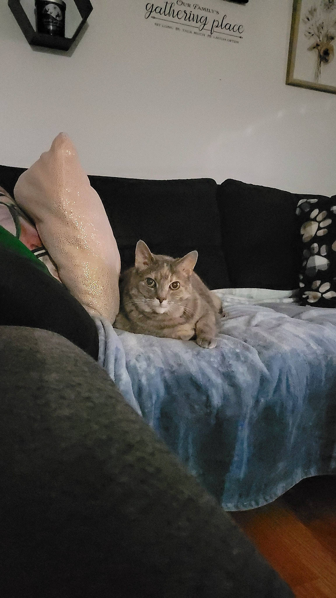 Muffin joined the competition — help win amazing prizes! carnivore, cat, comfort, couch, felidae, floor, flooring, furniture, grey, hardwood, interior_design, linens, living_room, picture_frame, plant, small_to_medium_sized_cats, textile, whiskers, window, wood