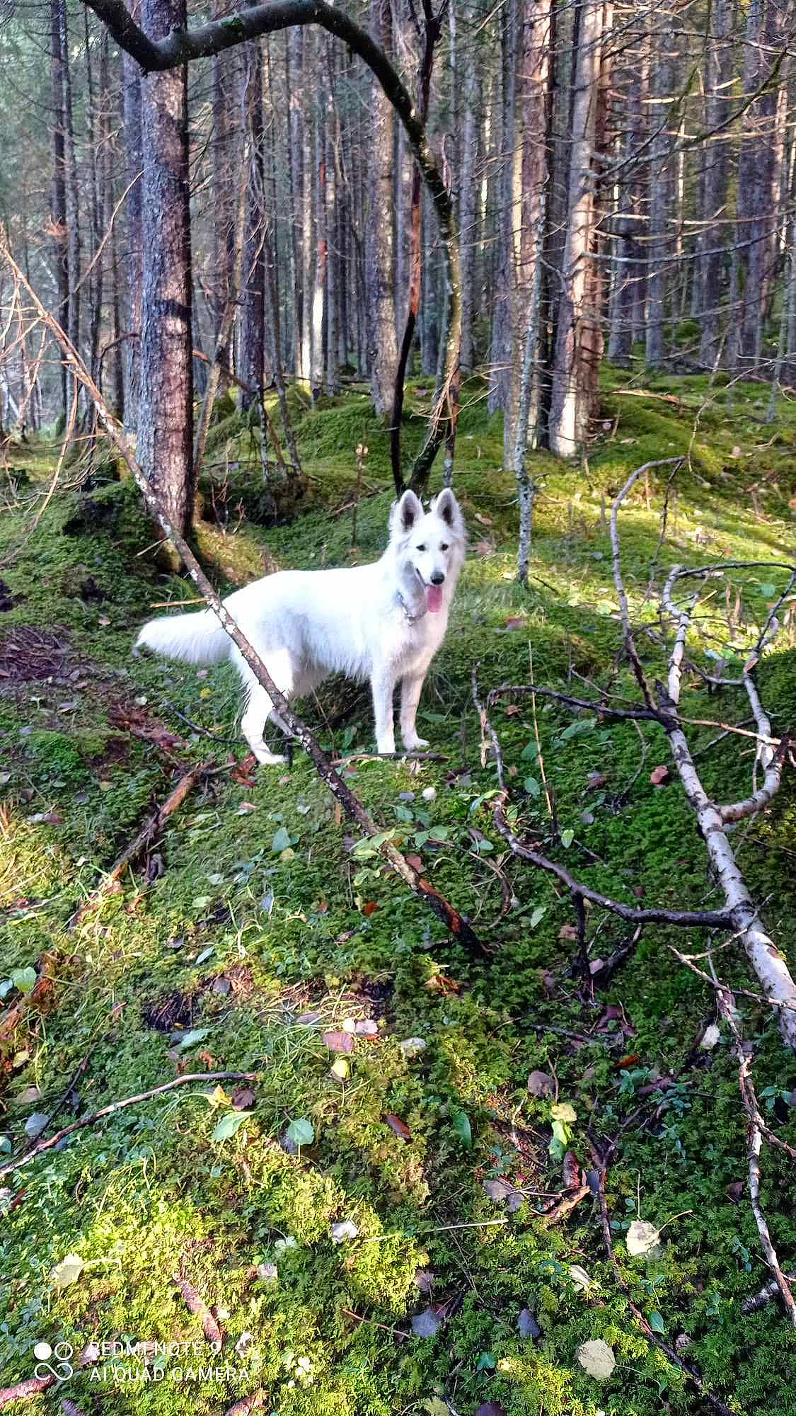 Truffe a rejoint le concours — aidez-le/la à gagner de superbes lots ! biome, canidae, carnivore, companion_dog, dog, dog_breed, fawn, forest, grass, natural_landscape, plant, shrub, sporting_group, tail, temperate_broadleaf_and_mixed_forest, tree, trunk, twig, wood, woodland
