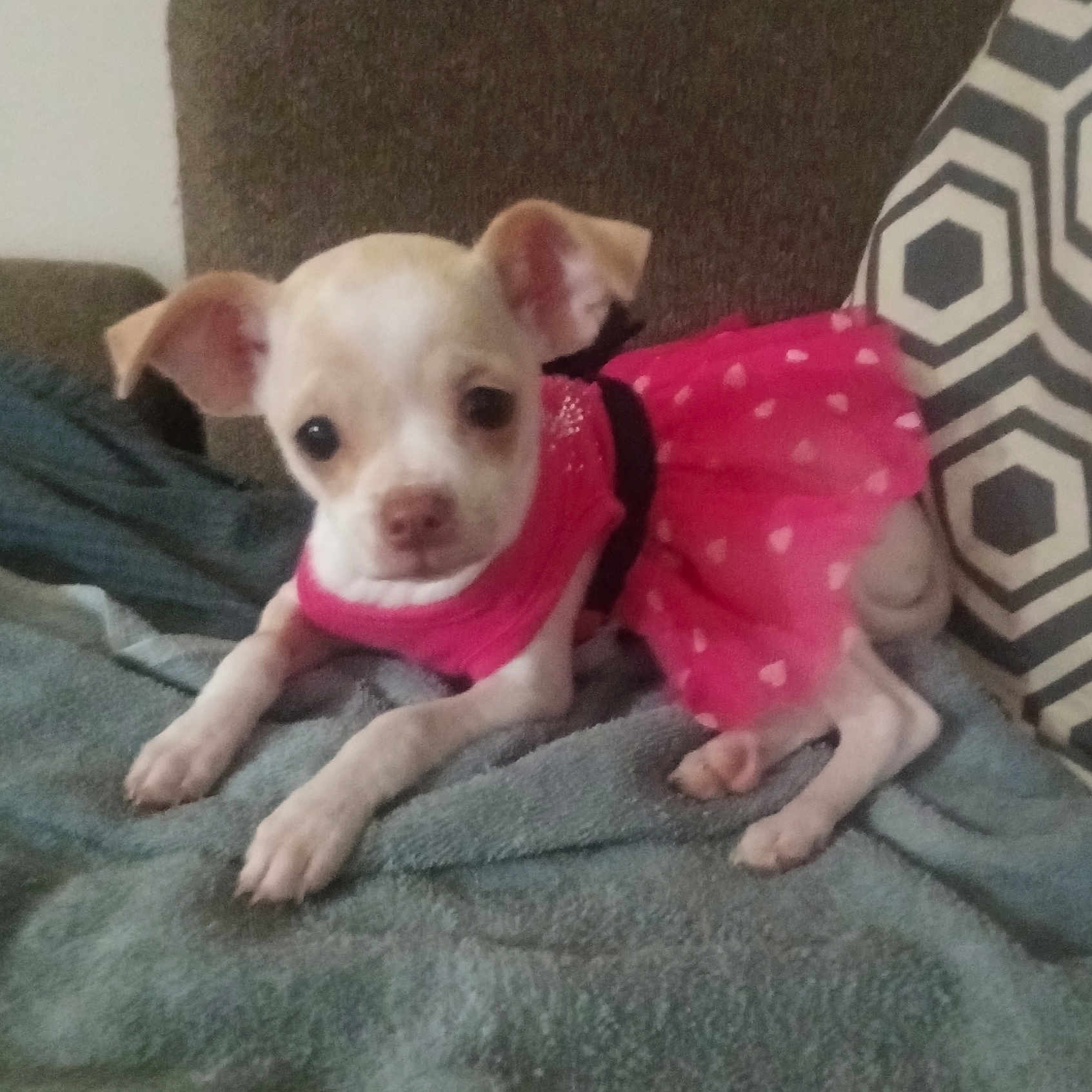 Daisy