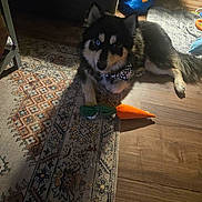 Odin Lee is registered to the contest to win money with this photo: dog, indoor, rug, toy, carrot_toy, heterochromia, paw, floor, couch, mat, black_fur, white_fur, brown_fur, pet, animal, relaxed, home, wood_floor, bandana, cute