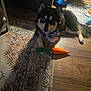 dog, indoor, rug, toy, carrot_toy, heterochromia, paw, floor, couch, mat, black_fur, white_fur, brown_fur, pet, animal, relaxed, home, wood_floor, bandana, cute