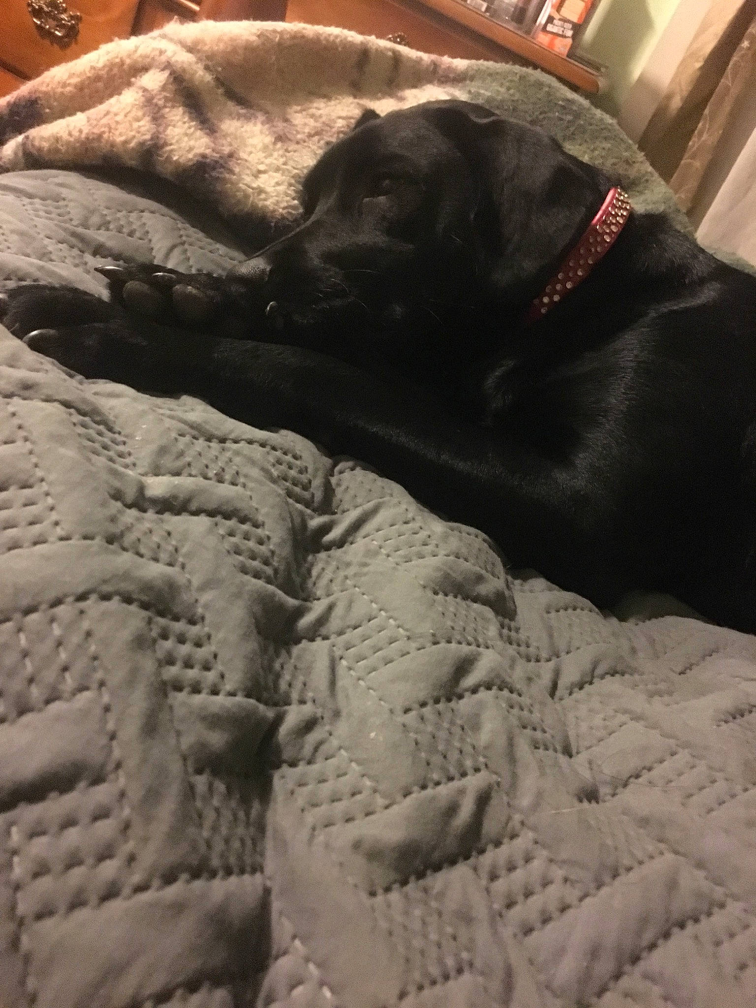Nova joined the competition — help win amazing prizes! blanket, canidae, carnivore, companion_dog, dog_breed, fawn, fur, guard_dog, labrador_retriever, nap, sleep, snout, sporting_group