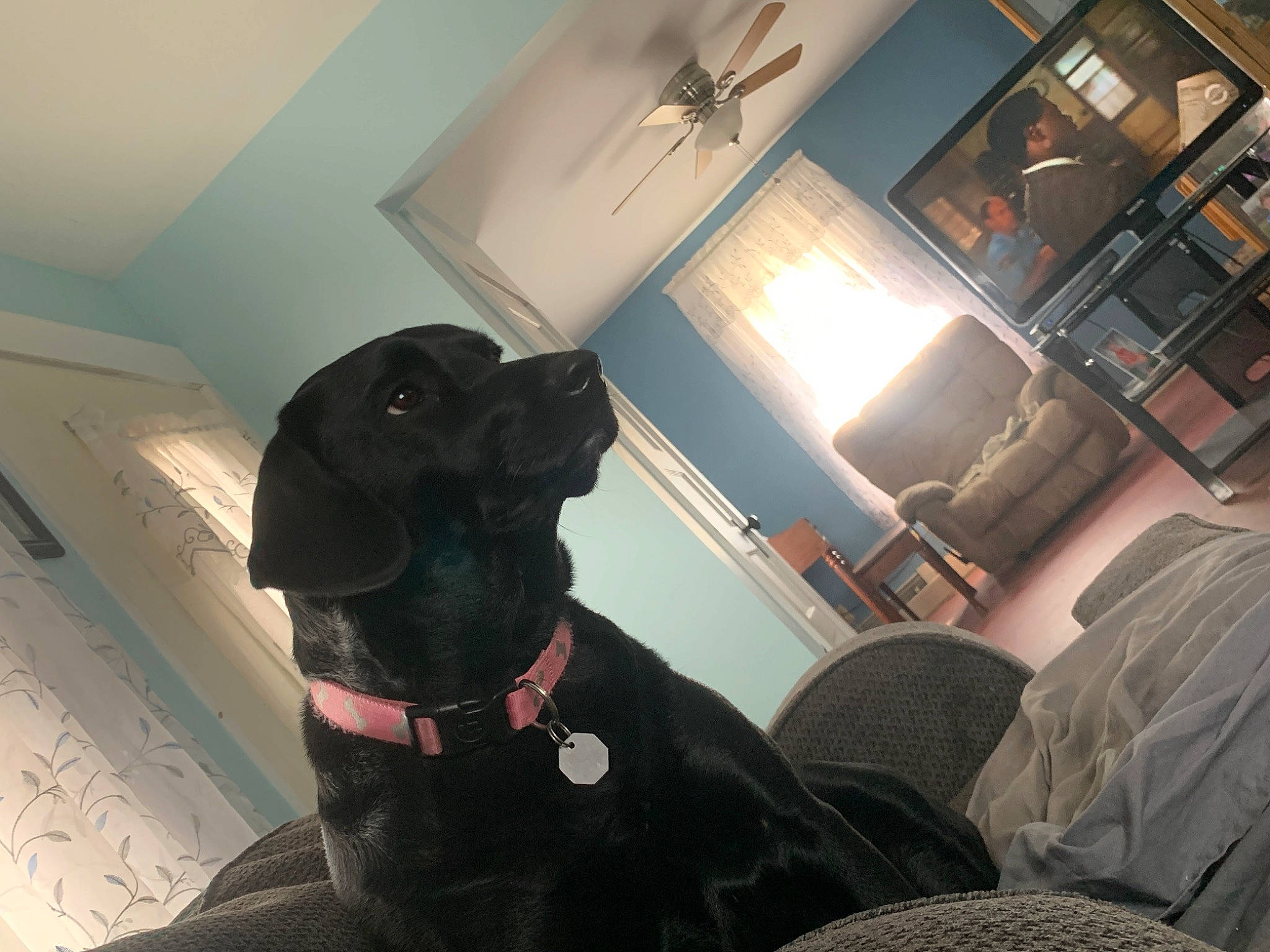 Nova joined the competition — help win amazing prizes! canidae, carnivore, companion_dog, dog, dog_breed, guard_dog, labrador_retriever, sporting_group