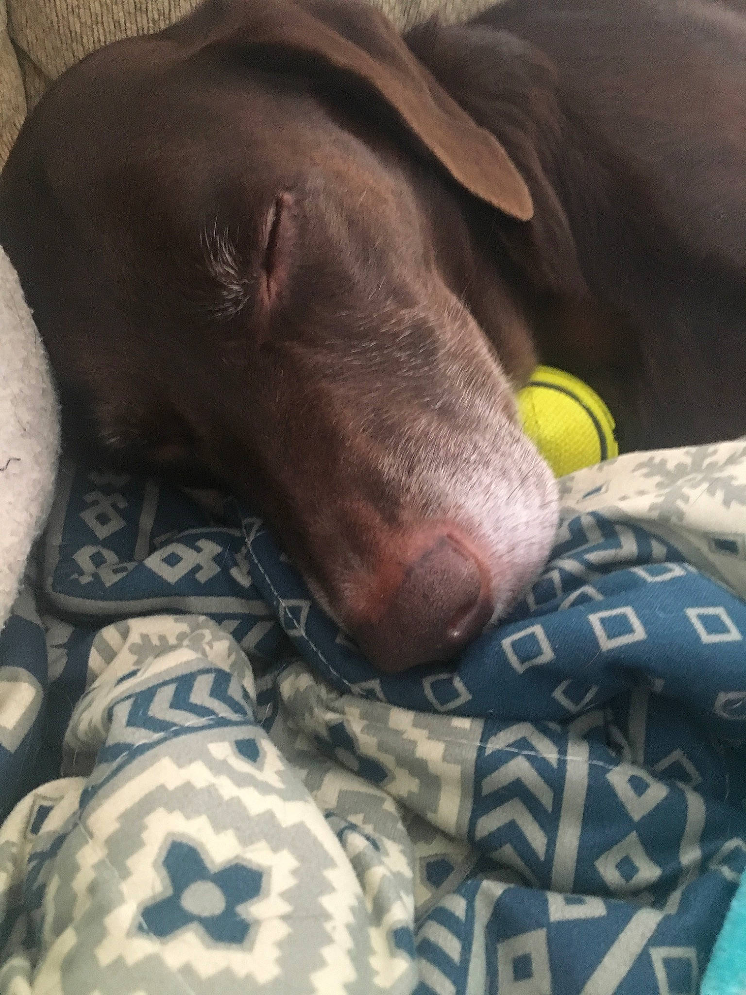 Nitro is registered to the contest to win money with this photo: blue_lacy, canidae, carnivore, dog, dog_breed, ear, fawn, hunting_dog, italian_greyhound, nose, peruvian_hairless_dog, pointing_breed, snout, sporting_group, vizsla, weimaraner, whiskers