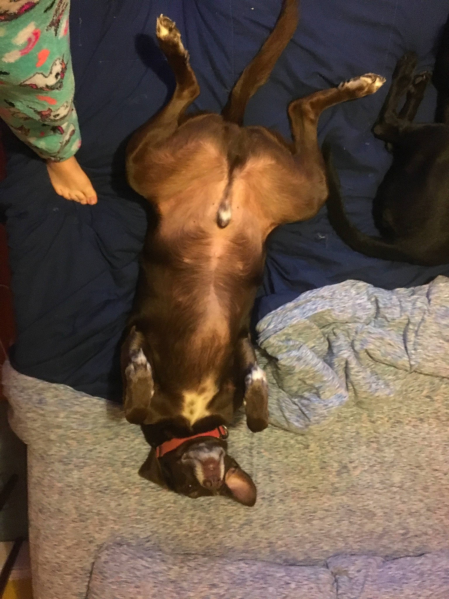 Nitro is registered to the contest to win money with this photo: alpine_dachsbracke, bavarian_mountain_hound, canidae, carnivore, dachshund, dog, dog_breed, fawn, sporting_group