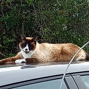 Bao is registered to the contest to win money with this photo: animal, bushes, car_roof, cat, daylight, domestic_animal, feline, fur, greenery, metal_fence, nature, outdoor, pet, reflection, relaxed, resting, siamese_cat, tail, whiskers, window