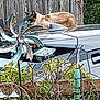 Bao is registered to the contest to win money with this photo: animal, backyard, car, cat, colorful, curious, daylight, fence, garden, greenery, metal, nature, ornament, outdoor, pet, plants, relaxing, rustic, shiny, wood