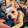 blanket, chewing, closeup, collar, couch, cute, dog, ear, floor, french_bulldog, furniture, hand, indoor, paw, person, pet, playing, puppy, table, toy