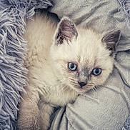 Romy a rejoint le concours — aidez-le/la à gagner de superbes lots ! animal, blanket, blue_eyes, cat, close_up, cozy, cute, domestic_cat, fur, furry, indoors, kitten, pet, resting, sleepy, small, snuggle, soft, whiskers, young