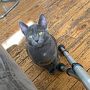 Snow participe au concours pour gagner de l'argent avec cette photo : animal, cat, couch, curious, domestic_cat, ears, feline, floor, gray_cat, home, indoor, looking_up, natural_light, pet, reflection, sitting, tripod, whiskers, wooden_floor, yellow_eyes