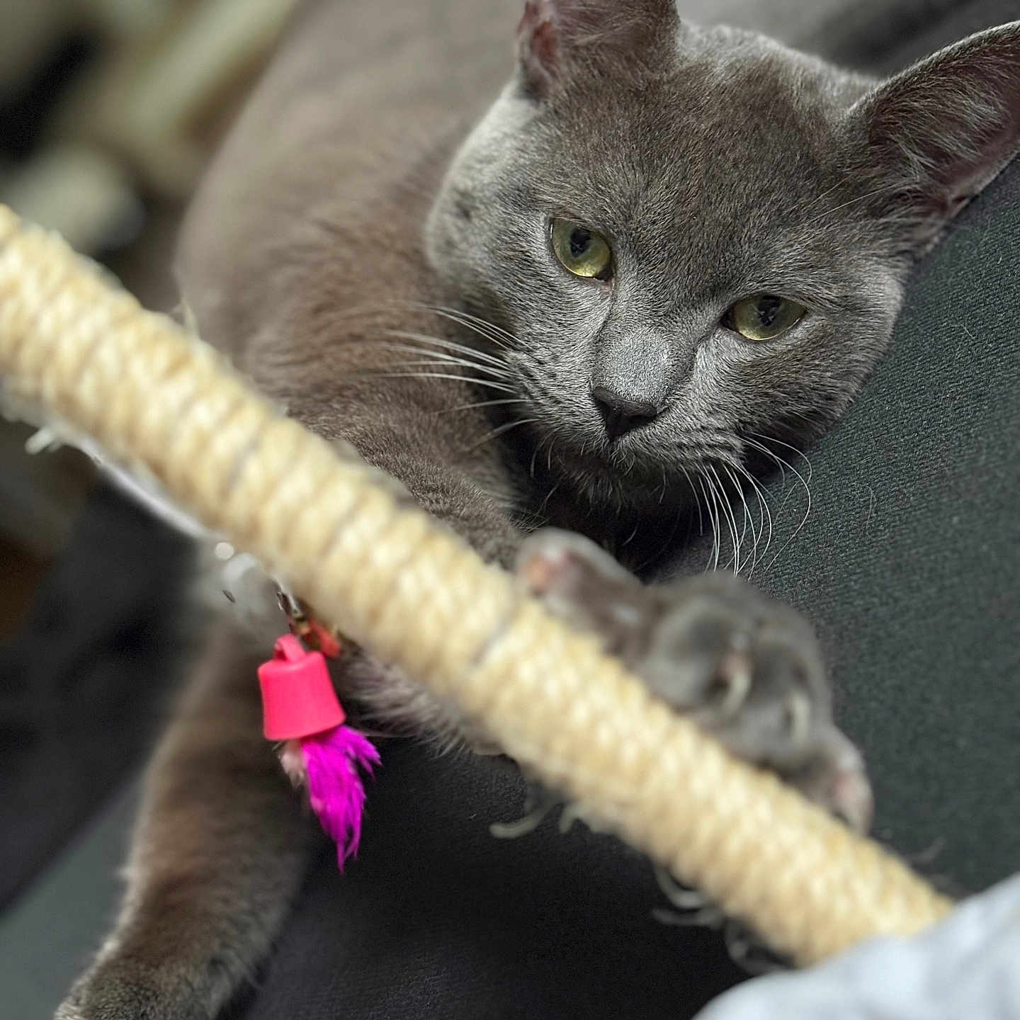 Snow a rejoint le concours — aidez-le/la à gagner de superbes lots ! animal, cat, claws, close_up, curious, cute, domestic, feline, focused, fur, gray_cat, indoor, paw, pet, pink_feather, playful, relaxed, scratching_post, toy, whiskers
