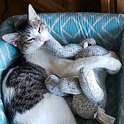 Katara joined the competition — help win amazing prizes! animal, blue, cat, comfort, cozy, cute, feline, fur, gray, home, indoor, patterned, pet_bed, relaxed, resting, sleepy, snuggling, soft_toy, stuffed_toy, white