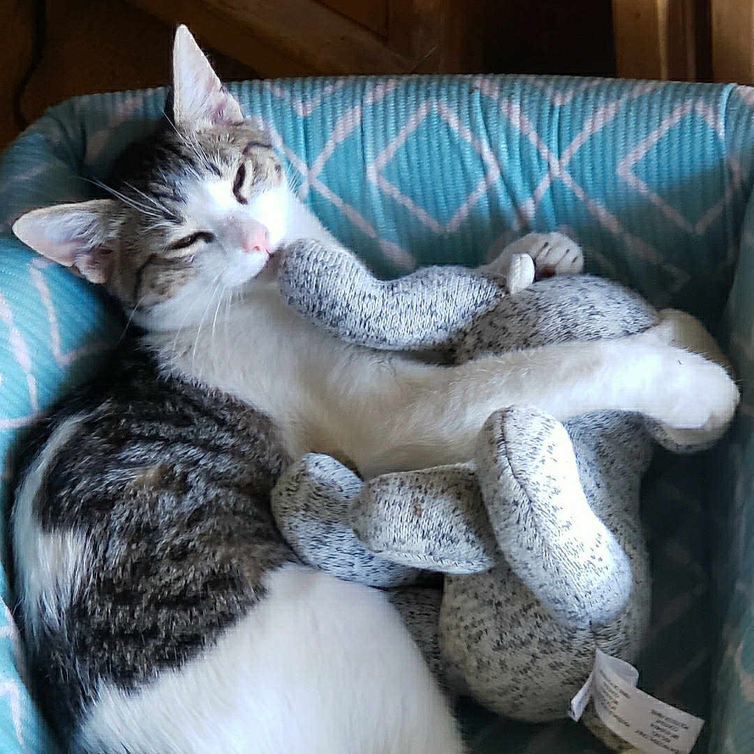 Katara joined the competition — help win amazing prizes! animal, blue, cat, comfort, cozy, cute, feline, fur, gray, home, indoor, patterned, pet_bed, relaxed, resting, sleepy, snuggling, soft_toy, stuffed_toy, white