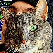 Zuce joined the competition — help win amazing prizes! animal, beanie, cat, close_up, cozy, domestic_cat, face, fur, glasses, green_eyes, hand, human, indoor, intimate, patterned_background, person, pet, portrait, tabby_cat, whiskers