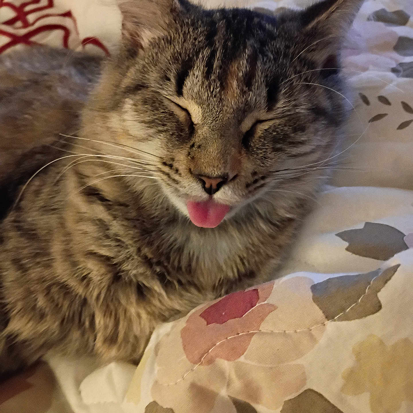 Angel is registered to the contest to win money with this photo: animal, bed, blanket, cat, close_up, cute, domestic, ears, feline, fur, indoor, mammal, pattern, pet, quilt, relaxed, sleepy, tabby, tongue_out, whiskers