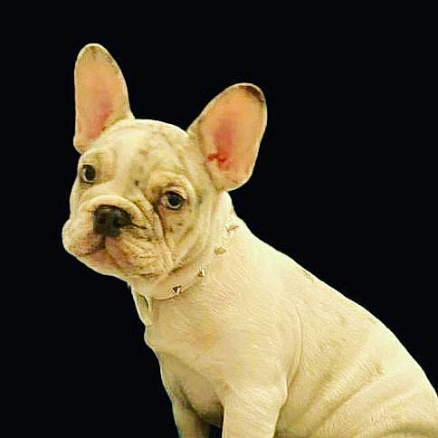 Cisco joined the competition — help win amazing prizes! bulldog, canidae, carnivore, comfort, companion_dog, dog, dog_breed, ear, fawn, non_sporting_group, snout, sporting_group, terrestrial_animal, toy_dog, whiskers, working_animal, wrinkle