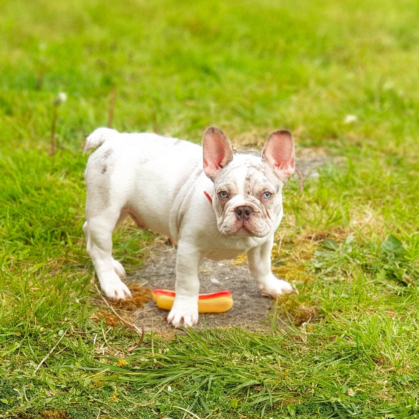 Cisco is registered to the contest to win money with this photo: bulldog, carnivore, collar, companion_dog, dog, dog_breed, fawn, grass, grassland, non_sporting_group, tail, terrestrial_animal, terrier, toy_dog, working_animal