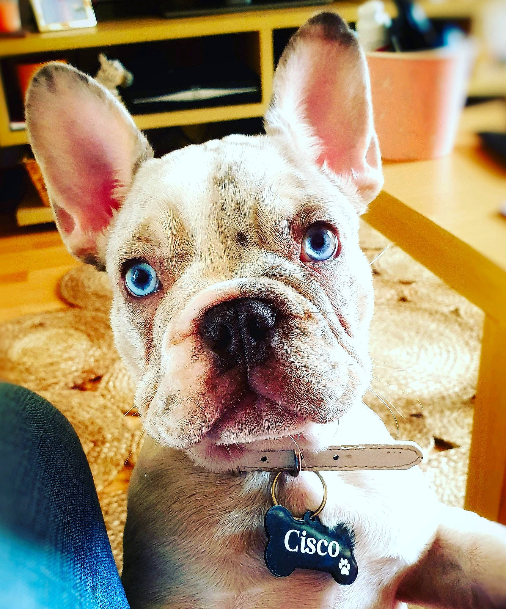 Cisco joined the competition — help win amazing prizes! bulldog, canidae, carnivore, collar, comfort, companion_dog, dog, dog_breed, ear, fawn, non_sporting_group, snout, terrestrial_animal, toy_dog, whiskers, working_animal, wrinkle
