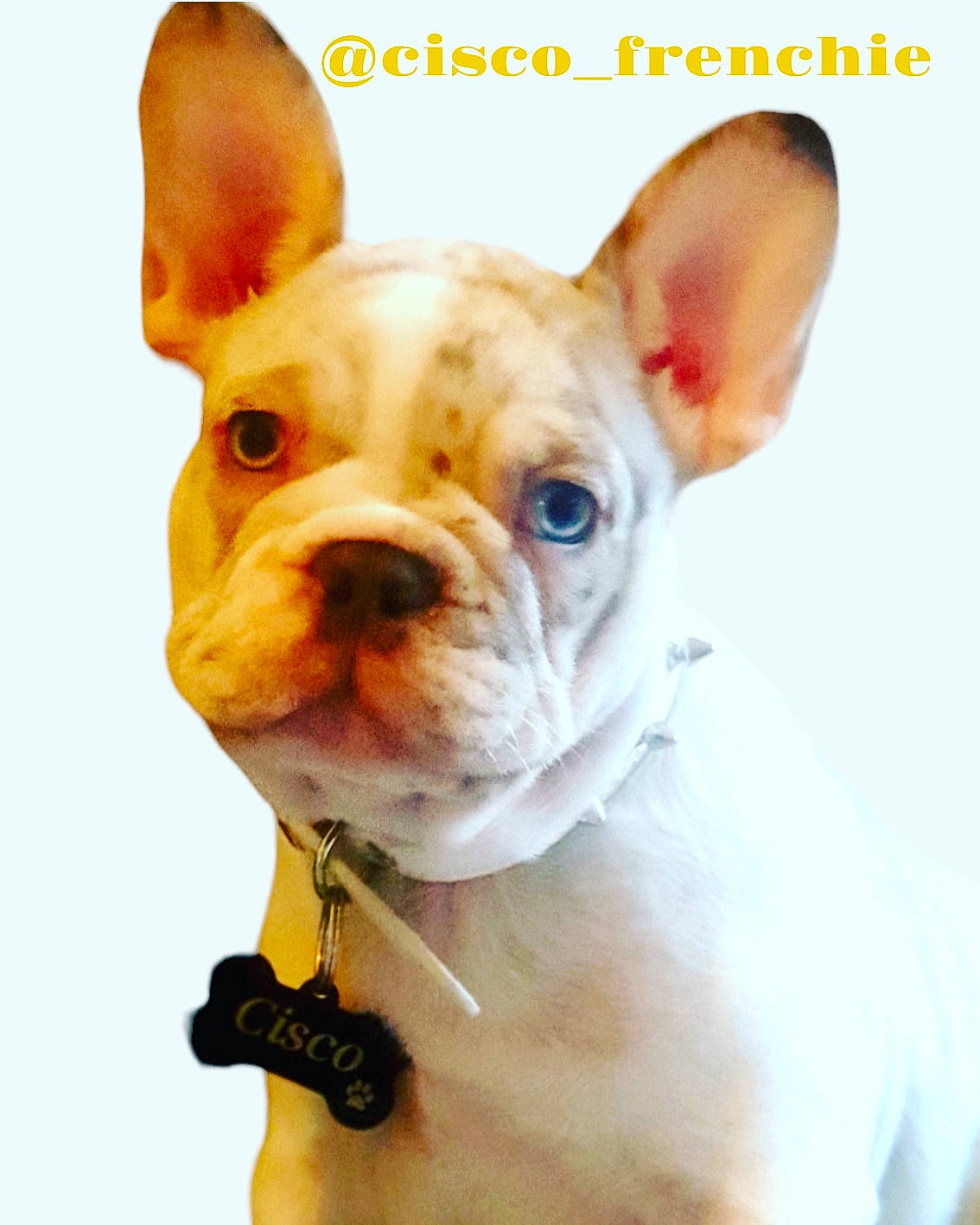 Cisco is registered to the contest to win money with this photo: ancient_dog_breeds, bulldog, canidae, carnivore, companion_dog, dog, dog_breed, dog_supply, ear, fawn, font, non_sporting_group, pet_supply, photography, snout, sporting_group, terrestrial_animal, toy_dog, whiskers, working_animal