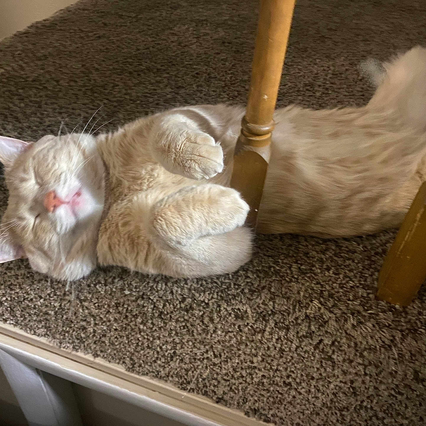 Simba is registered to the contest to win money with this photo: abyssinian, angora, animal, architecture, building, cat, furniture, hardwood, homedecor, indoors, interiordesign, kitten, livingroom, manx, person, pet, room, siamese, sleeping, wood