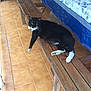 Chacha participe au concours pour gagner de l'argent avec cette photo : cat, black_and_white, bench, wooden, table, tablecloth, blue, white, tiled_floor, indoor, relaxed, pet, animal, fur, paw, resting, feline, household, calm, daylight