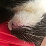cat, sleeping, tongue_out, close_up, black_and_white, whiskers, fur, pet, animal, resting, red_surface, cozy, relaxed, indoor, cute, mammal, feline, nap, face, nose
