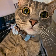 Ivy is registered to the contest to win money with this photo: cat, tabby, pet, animal, close_up, whiskers, bow_tie, green_eyes, curious, indoor, feline, cute, fur, portrait, domestic_cat, mammal, looking, face, head, young_cat