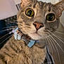 cat, tabby, pet, animal, close_up, whiskers, bow_tie, green_eyes, curious, indoor, feline, cute, fur, portrait, domestic_cat, mammal, looking, face, head, young_cat