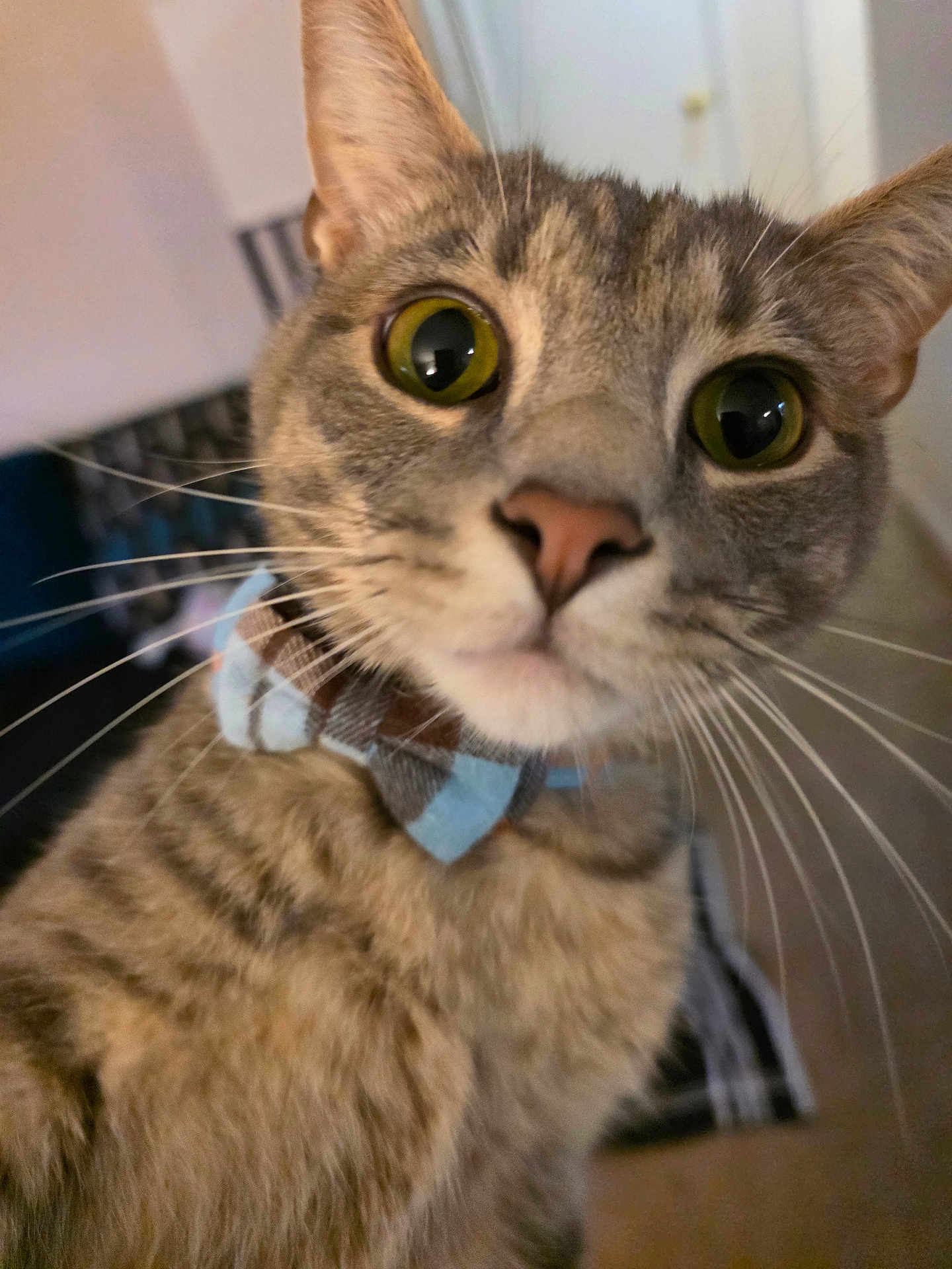 Ivy is registered to the contest to win money with this photo: cat, tabby, pet, animal, close_up, whiskers, bow_tie, green_eyes, curious, indoor, feline, cute, fur, portrait, domestic_cat, mammal, looking, face, head, young_cat