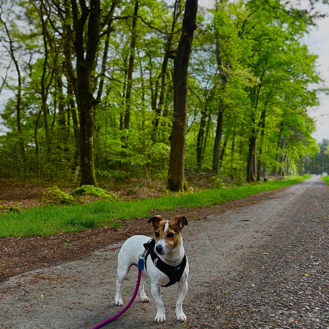 Sakura participe au concours pour gagner de l'argent avec cette photo : alert, canine, daylight, dog, forest, gravel_path, greenery, harness, leafy, leash, nature, outdoor, pathway, pet, scenery, small_dog, spring, trees, walking, woods