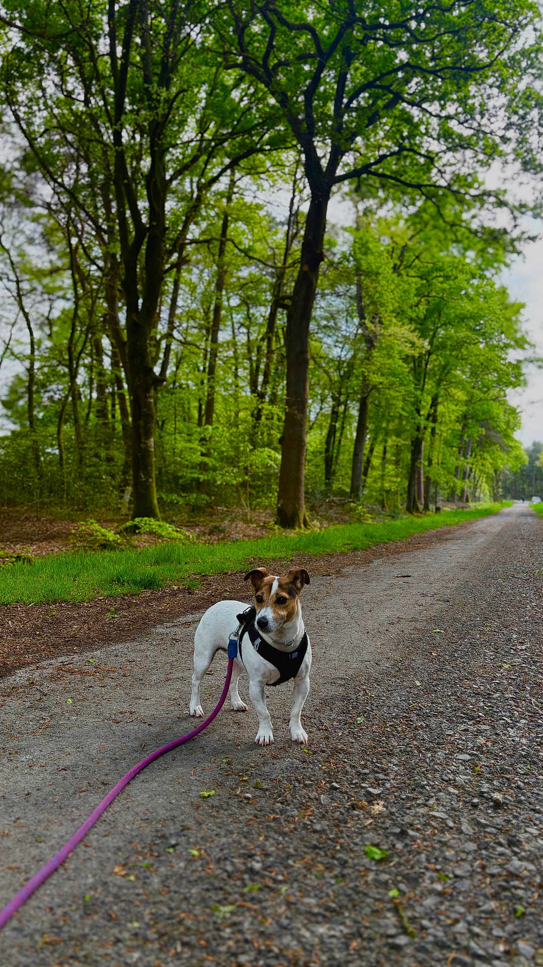 Sakura participe au concours pour gagner de l'argent avec cette photo : dog, leash, forest, trees, gravel_path, greenery, nature, outdoor, canine, walking, daylight, spring, small_dog, pet, pathway, woods, scenery, leafy, alert, harness