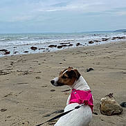 Sakura participe au concours pour gagner de l'argent avec cette photo : dog, beach, sand, ocean, cloudy_sky, leash, pink_harness, pet, outdoor, water, waves, rock, calm, sitting, animal, nature, seaweed, shore, coast, quiet