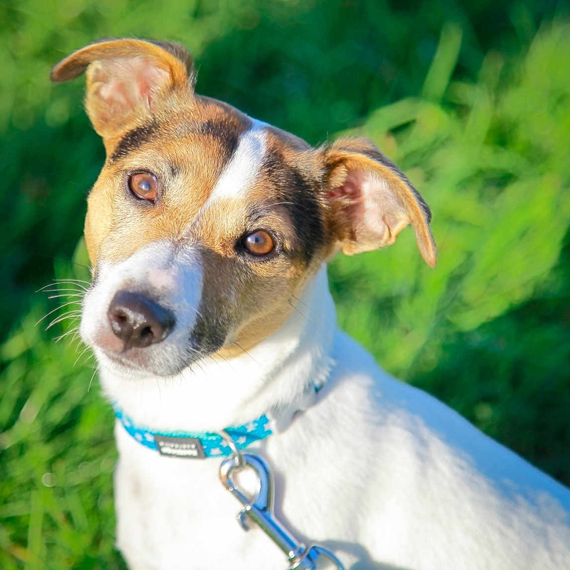 Sakura a rejoint le concours — aidez-le/la à gagner de superbes lots ! animal, brown_eyes, brown_fur, canine, closeup, collar, curious, cute, dog, ears, friendly, grass, greenery, leash, nature, outdoor, pet, portrait, sunlight, white_fur