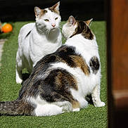 Kiki participe au concours pour gagner de l'argent avec cette photo : cat, animal, pet, outdoor, grass, white_cat, tabby_cat, fur, sitting, daylight, nature, two_animals, playful, feline, ears, whiskers, tail, closeup, sunlight, interaction